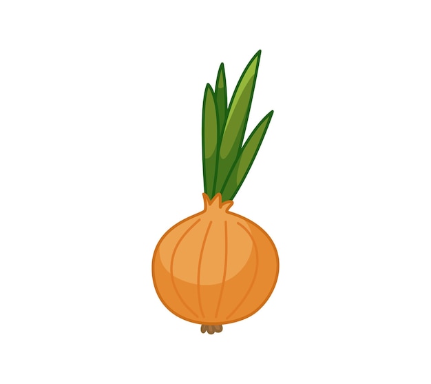 Onion Vector illustration of a vegetable in a cartoon childish style Isolated funny clipart