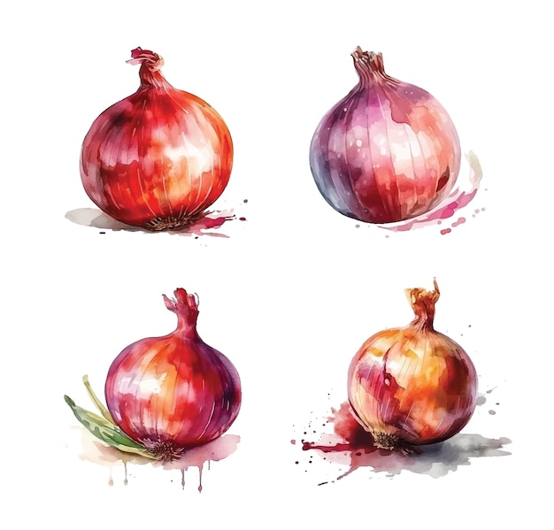 Onion watercolor paint