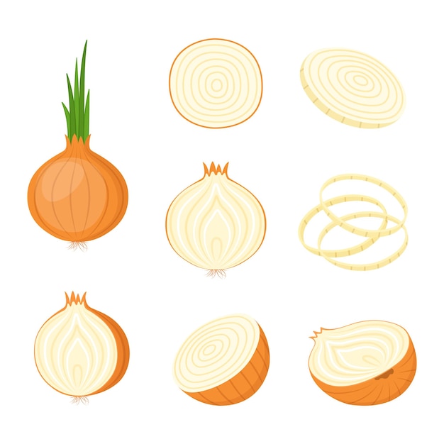 Onion, whole and cut. Farm vegetables, vector illustration