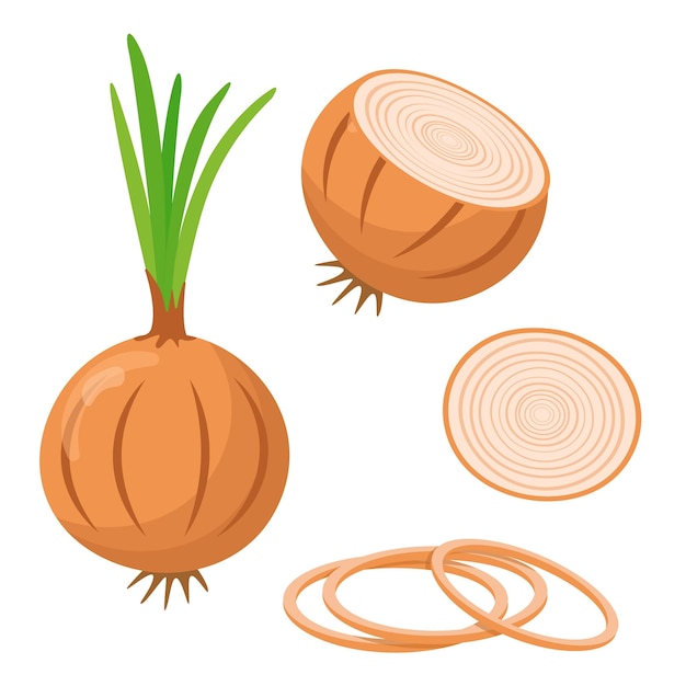 Onion whole and cut isolated on white background flat style