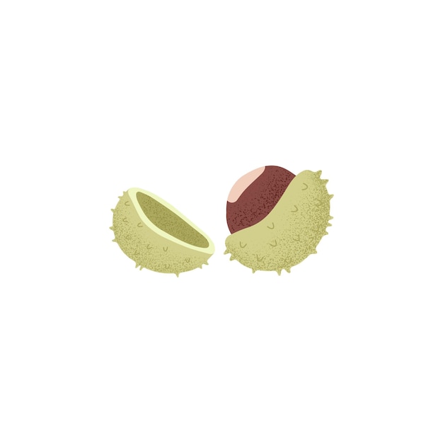 Open chestnut fruit cracked shell with burs Edible Castanea nut seed Natural food Flat vector illustration isolated on white background