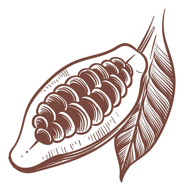 Open cocoa pod sketch Chocolate bean drawing