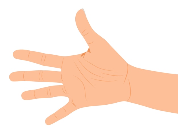 Open Hand gesture, human palms, and wrist