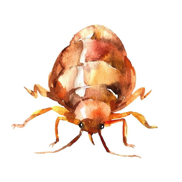 Orange bed bug beetle parasite insect a symbol of unsanitary conditions Traced watercolor