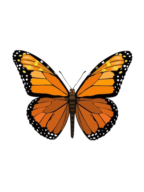 orange butterfly vector illustration design element