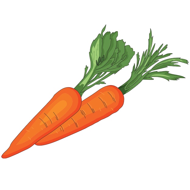 Orange Carrots Graphic Vector Illustration