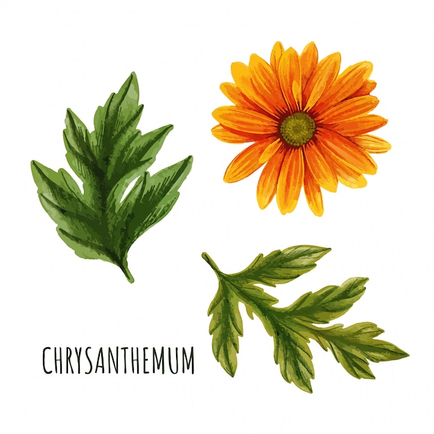 Vector orange chrysanthemum flower with leaves, tea plant