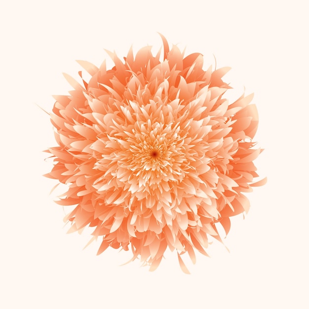 orange flower isolated on flat background