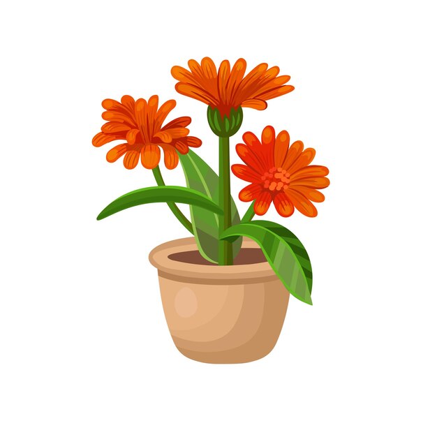 Vector orange flower in a pot on a white background hand drawing vector in cartoon style