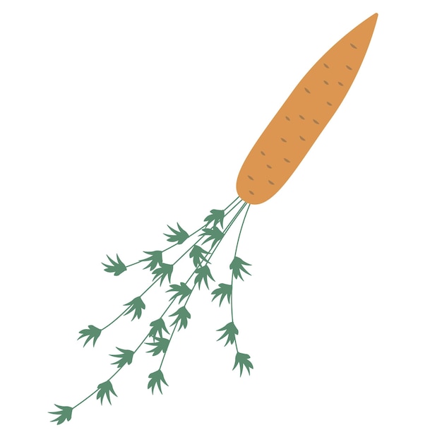 Orange fresh carrot with green leaves vector icon health food clip art