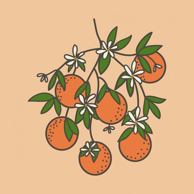 Orange Fruit Illustration.