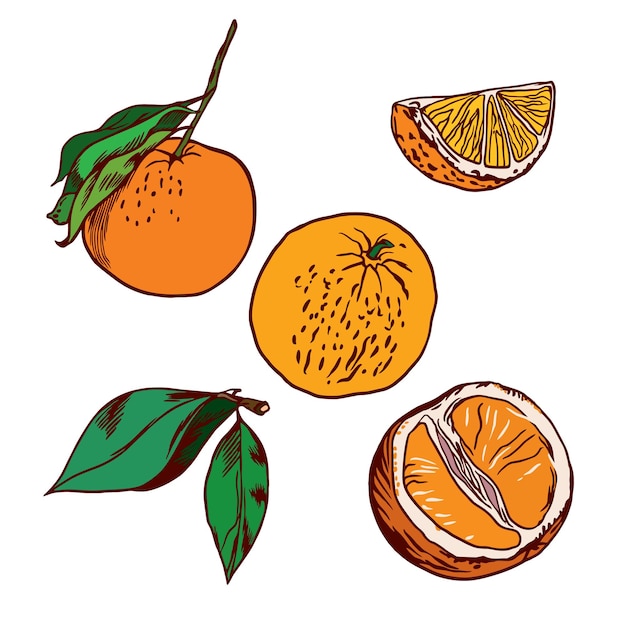 Orange fruit leaves orange slices Orange vector illustration on white background Packaging paper labels and covers for food and cosmetic products