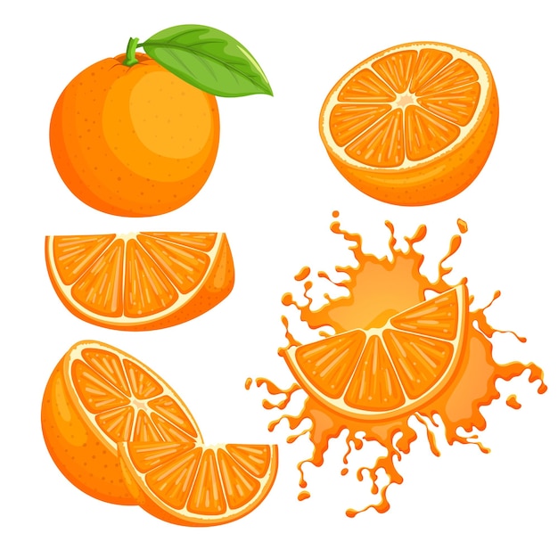 Orange fruit set cartoon vector illustration