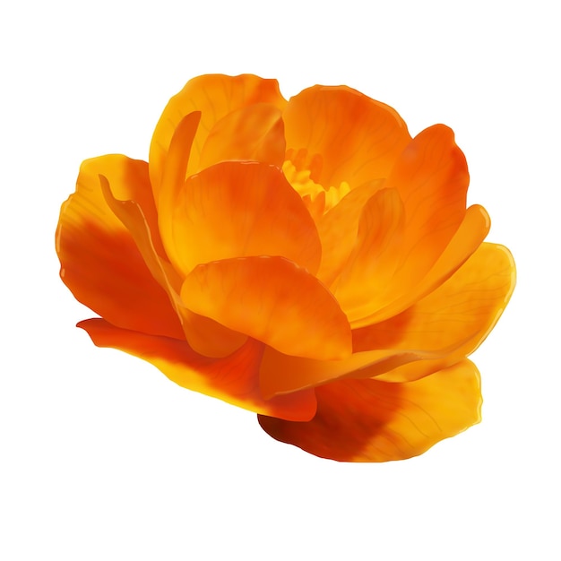 Orange Globe-flower on white background, Trollius asiaticus, realistic vector flower