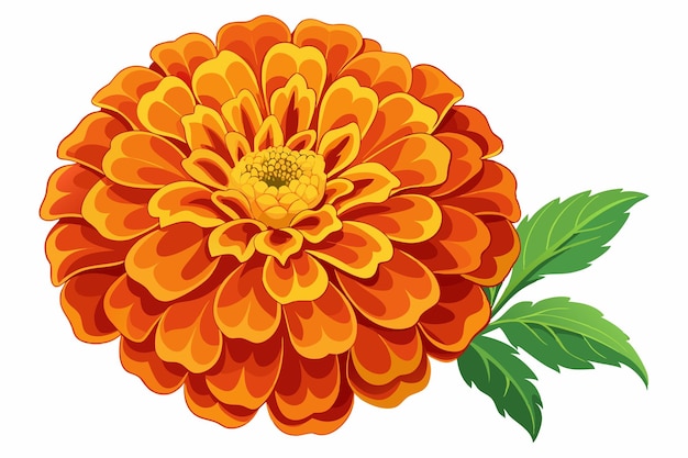 Vector orange marigold flower with green leaves