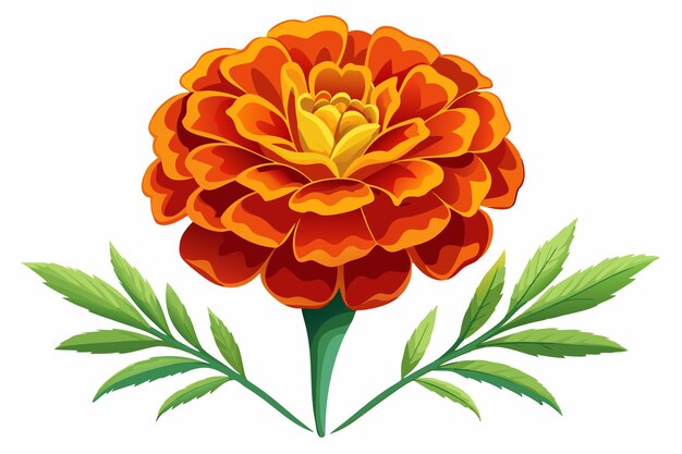 Vector orange marigold flower with green leaves