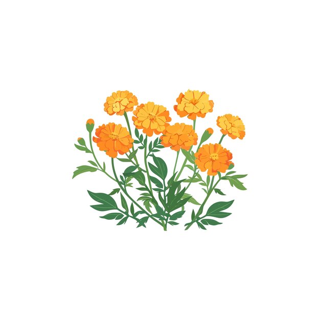 Vector orange marigold flowers vector illustration design