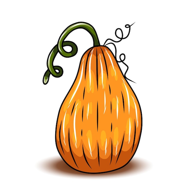 Orange pumpkin different types of Cartoon pumpkins halloween fall harvest gourds Pumpkins squash and leaves vector symbols illustrations Autumn thanksgiving and halloween pumpkins