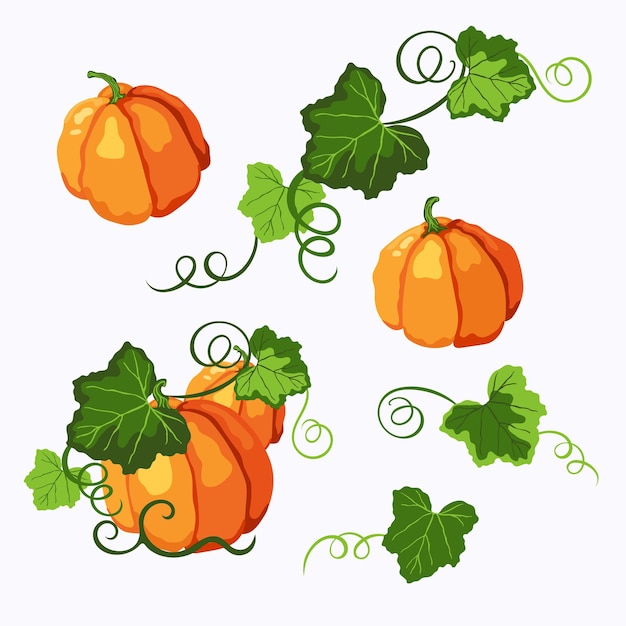 Orange ripe pumpkins with green leaves and curly stems. Halloween, Thanksgiving, autumn symbol.