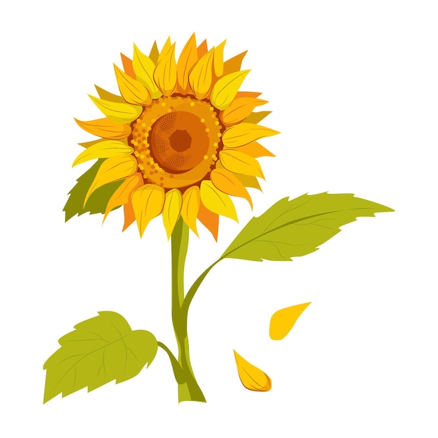 Orange solar sunflower green leaves plant flower Cartoon illustration isolated on white background