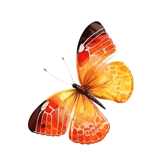 Orange yellow butterfly watercolor isolated on a white background