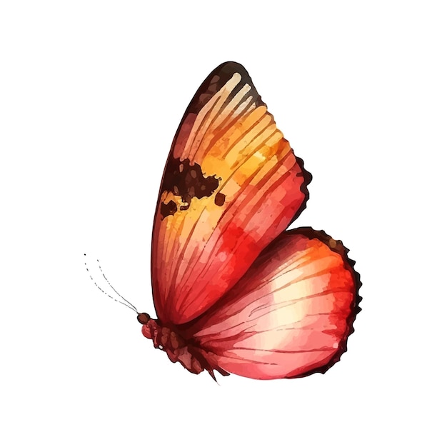 Orange yellow butterfly watercolor isolated on a white background