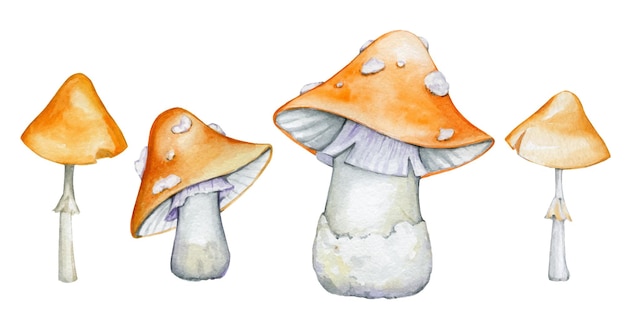 Orangecolored mushrooms in cartoon style but isolated background Watercolor set