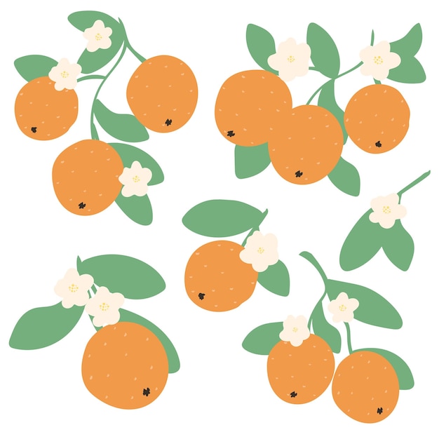 Oranges on branch with flowers and leaves hand drawn simple set citrus blossom vector illustration