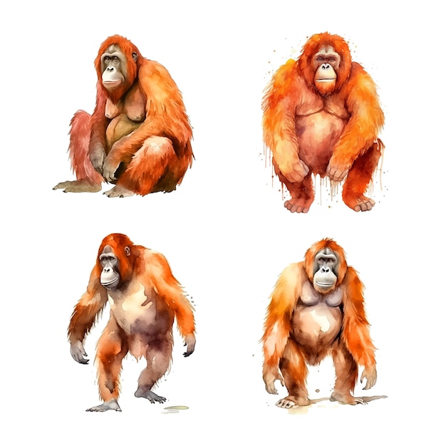 Orangutan watercolor paint collection