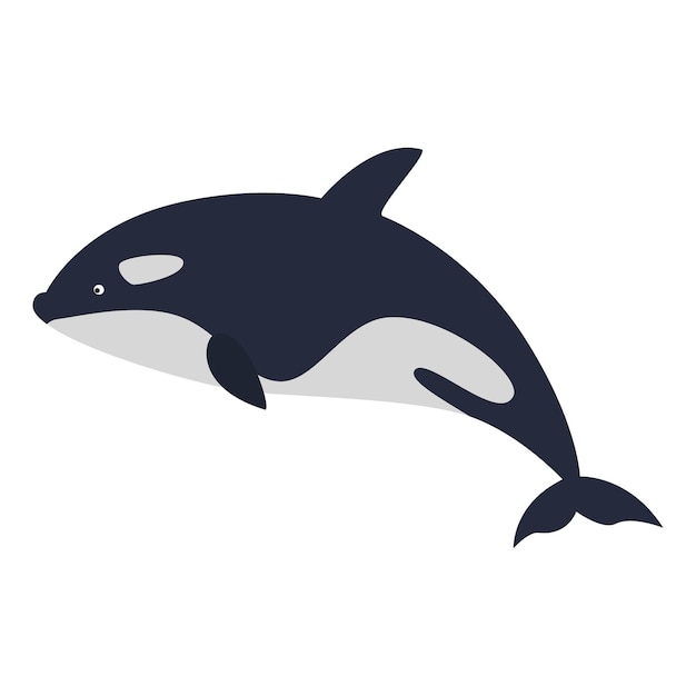 Orca killer whale vector illustration