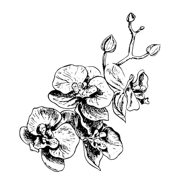 Vector orchid a black and white vector graphic illustration made by hand