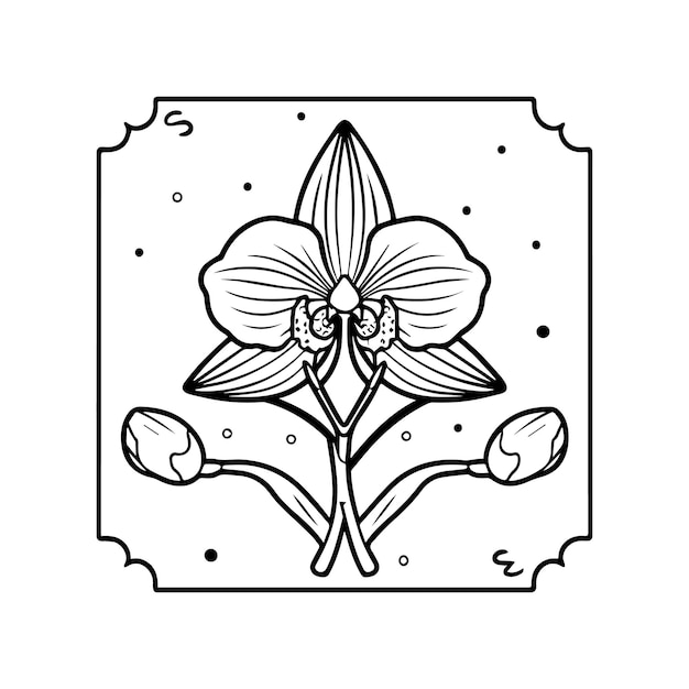 Orchid flower coloring pages Orchid flower outline vector