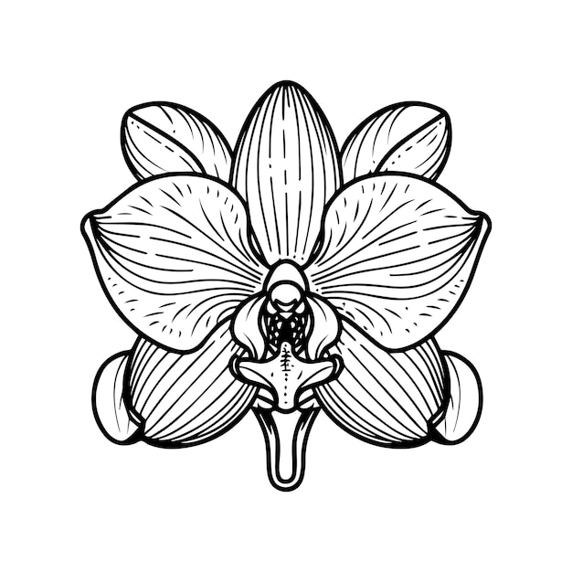 Orchid flower coloring pages Orchid flower outline vector