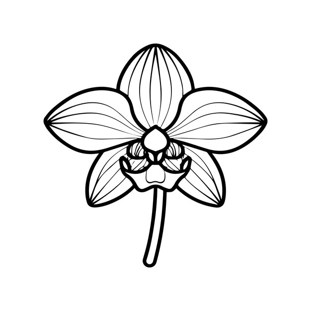 Orchid flower coloring pages Orchid flower outline vector