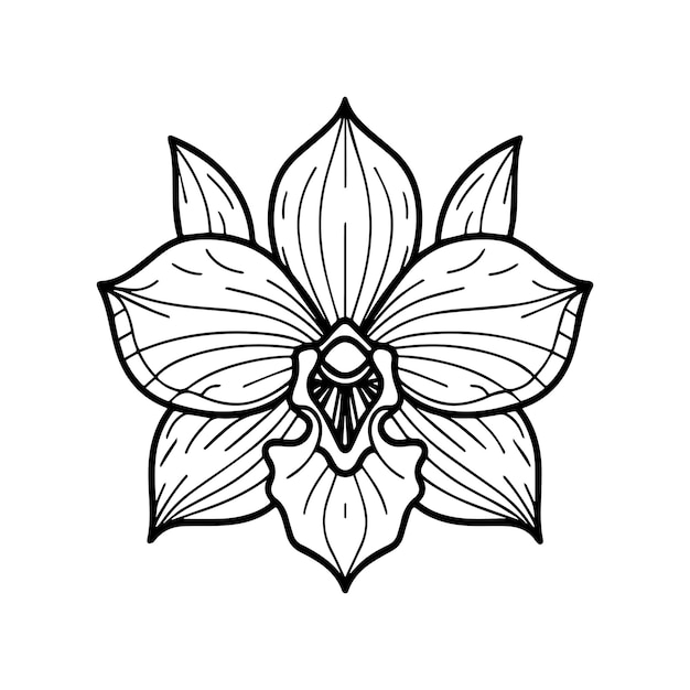 Orchid flower coloring pages Orchid flower outline vector