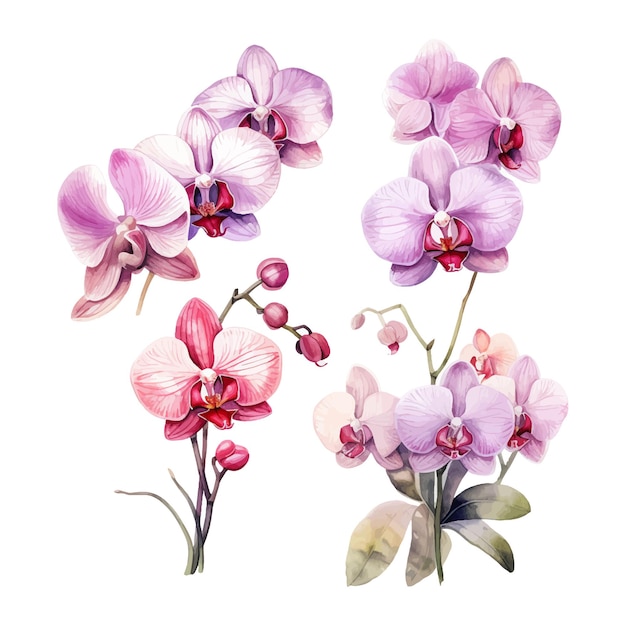 orchid flower set watercolor illustration