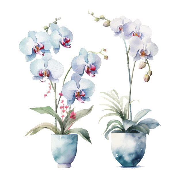 Vector orchid flower set watercolor illustration