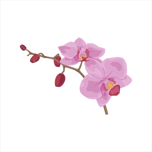 Orchid Flower Vector flat design graphic Illustration 2d HD