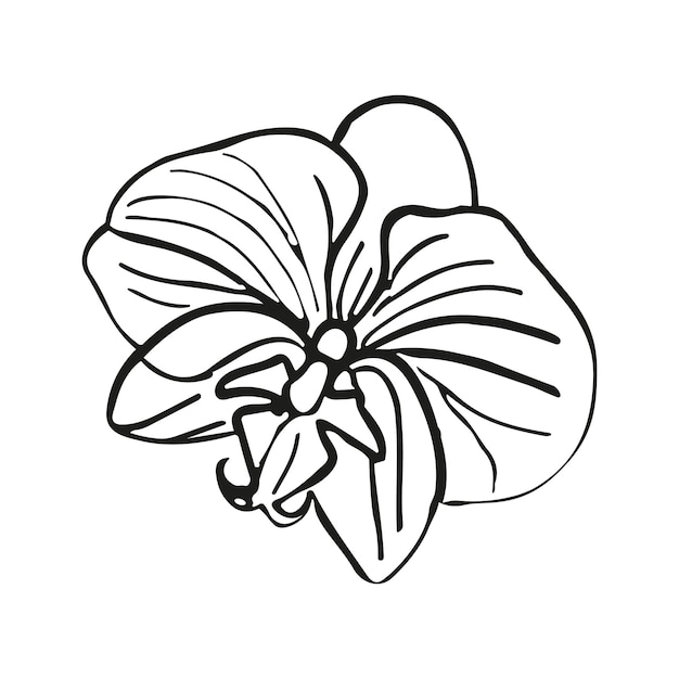 Orchid tropical flower head Vector line art hand drawn illustration for design of card or invite logo coloring page