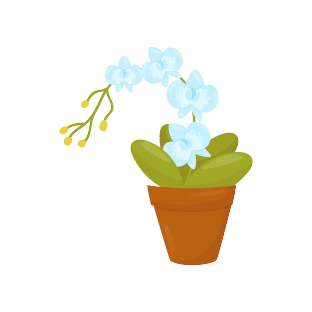 Orchid with gentle blue flowers and green leaves Blooming houseplant in brown pot for home decoration Flat vector icon