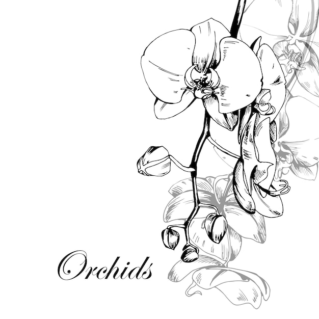 Orchids. Drawn sketch. template for a postcard, invitations, birthday cards. Vector.