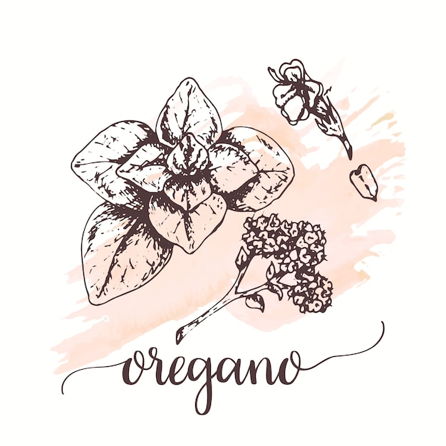 Oregano Vector illustration for restaurant, pizzeria menu