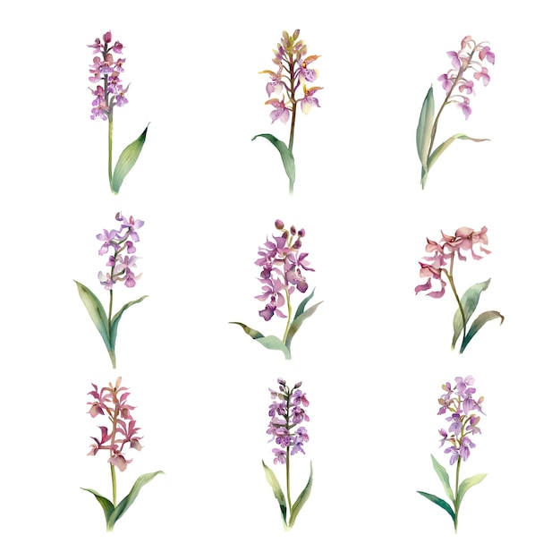 Oreorchis nepalensisWatercolor hyacinth flowers setwatercolor illustration