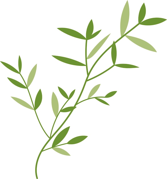 Organic Bamboo Leaves Trees Illustration