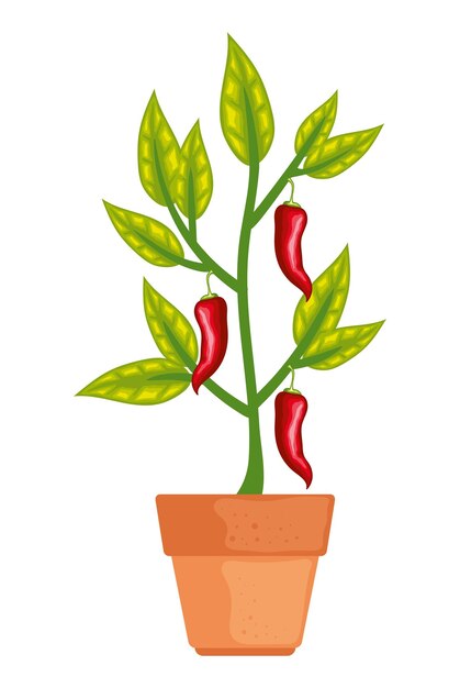 Vector organic chili pepper growth and freshness icon isolated