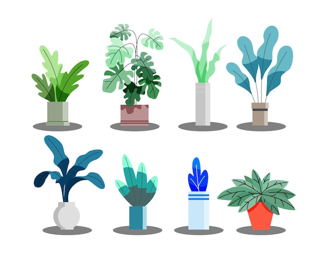 Organic flat houseplant collection