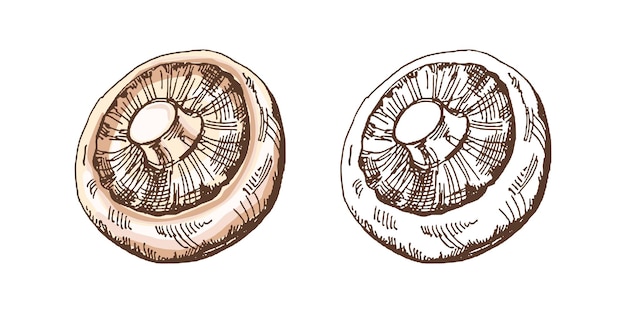 Organic food Hand drawn colored and monochrome vector sketch of champignon