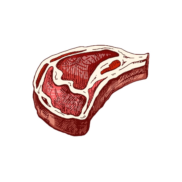 Vector organic food hand drawn colored vector sketch of beef steak piece of meat engraved image