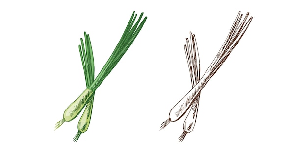 Organic food Hand drawn colored vector sketch of spring onion