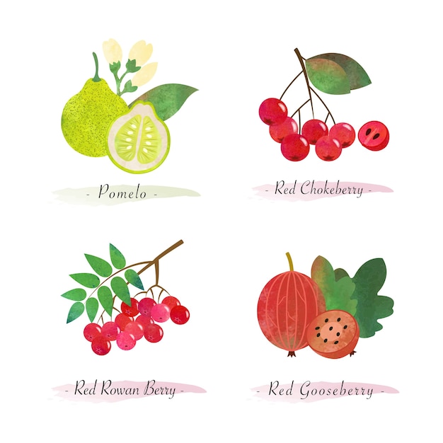 Organic healthy food fruit pomelo red chokeberry red rowan berry red gooseberry